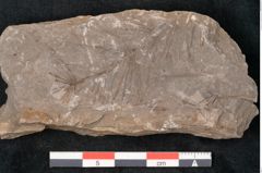 Foto (Detailansicht) von Asterophyllites equisetiformis Br. (NHMW-GEO-2024-0188-11005)
